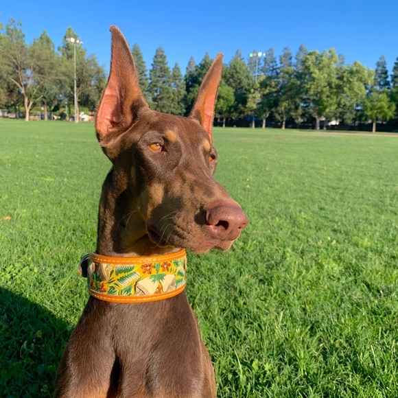 Meet your Posher, Destiny - Picture 1 of 1